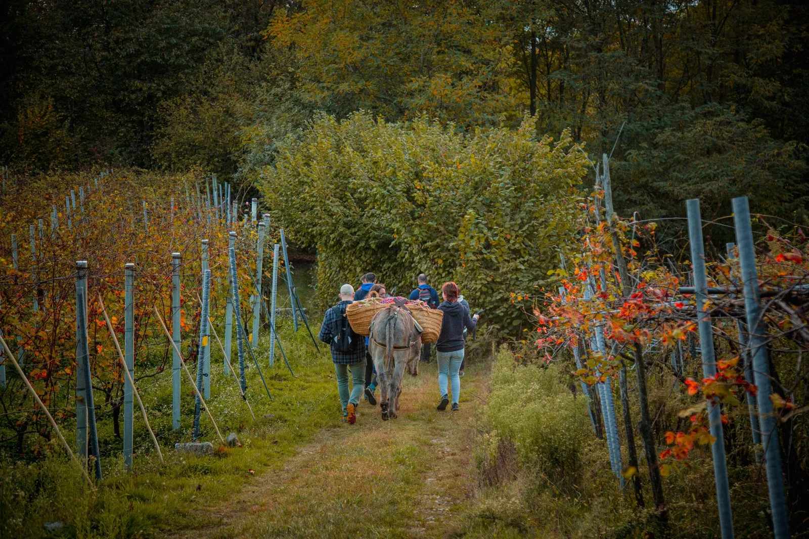 Donkey walk on St. Michael's Hill and snack