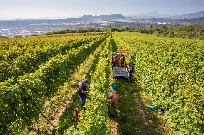 Vineyard walk and wine tasting in Valpolicella