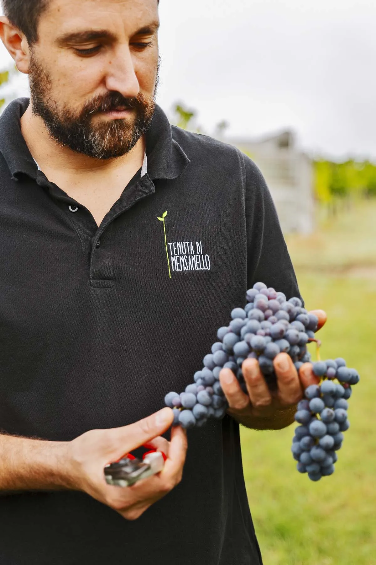 Wine tasting in Colle Val d'Elsa