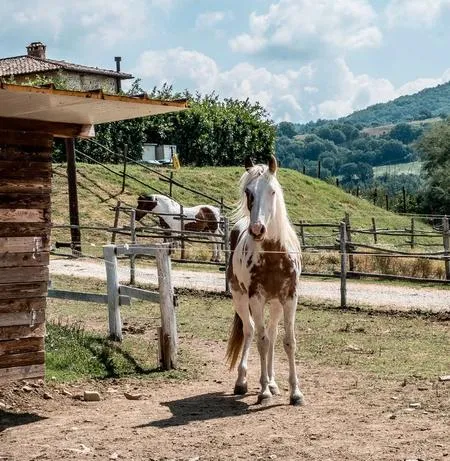 Passeggiata a cavallo sulle colline umbre fuori Perugia da Umbertide