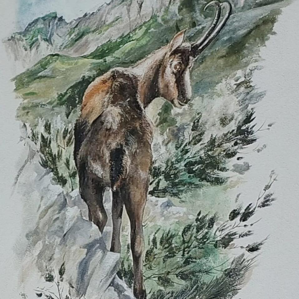 Baita del Camoscio logo