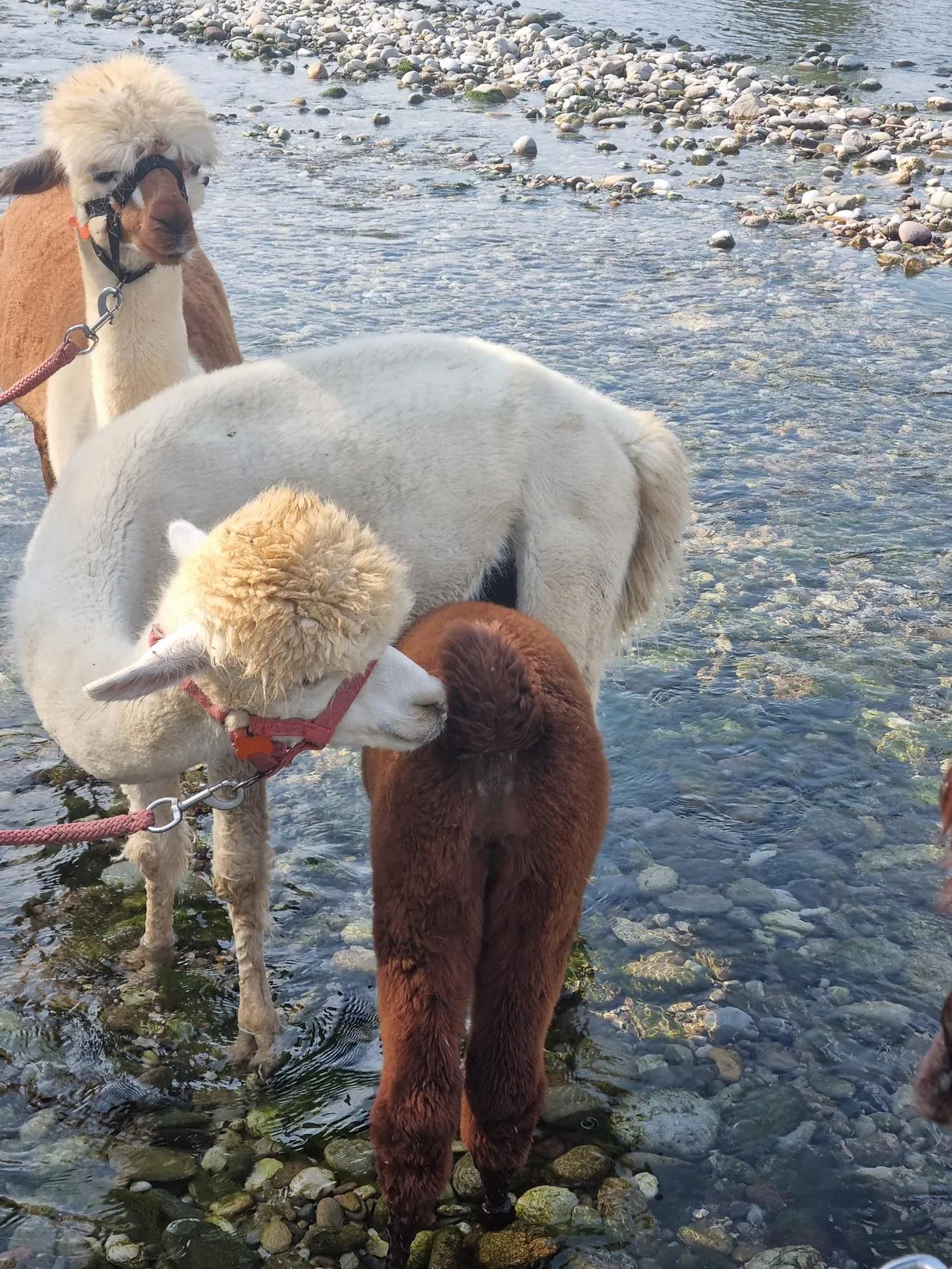 review