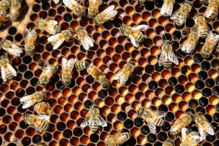 Le 2 migliori esperienze di apicoltore per un giorno in Italia