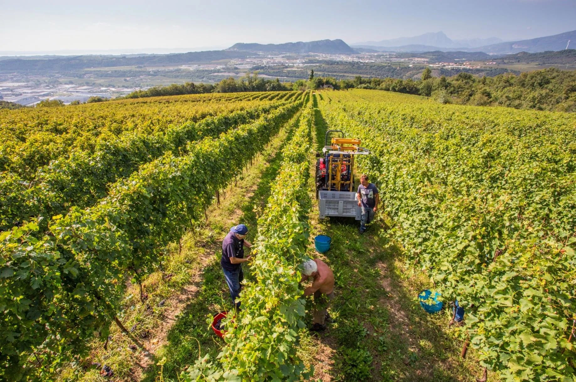 Cosa fare in Valpolicella: Le 10 migliori esperienze